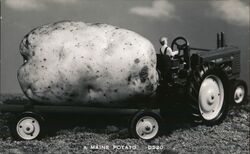 Giant Maine Potato on a Trailer Pulled by a Tractor Postcard