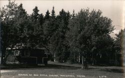 Red Apple Cabins, Machias, Maine Postcard