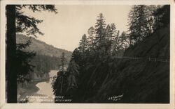 Richardson Grove on the Redwood Highway Postcard