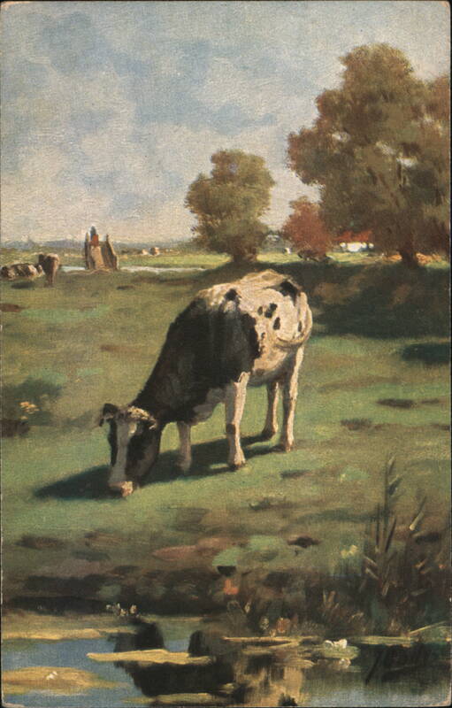 Cow Grazing in a Field Cows & Cattle