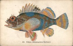 Pilikoa (Sebastapistes Bailleui) Fish of Hawaii Postcard