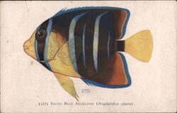Young Blue Angelfish (Angelichthys ciliaris) Postcard