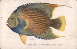 1932 Blue Angelfish (Angelichthys ciliaris) Postcard