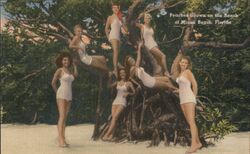 Peaches Grown on the Beach of Miami Beach, Florida Postcard