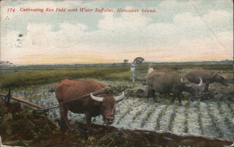 Cultivating Rice Field with Water Buffalo, Hawaiian Islands