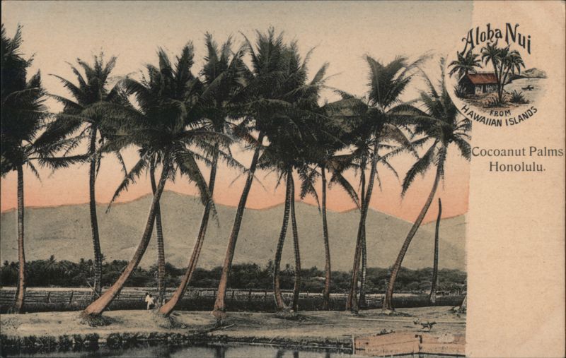 Coconut Palms Honolulu Hawaii