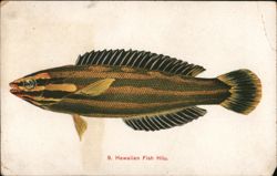 Hawaiian Hilu Fish Postcard