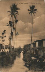 Hilo River Scene with Palm Trees and Houses, Hawaii Postcard