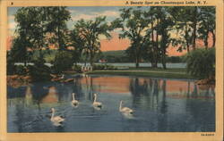 Swans on Chautauqua Lake, New York Postcard
