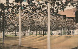 Chautauqua Amphitheater Interior with Hanging Hats Postcard