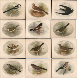 Set of 12 North American Birds Trade Card