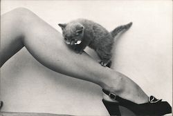 'Shinning' - Cat Standing on a Woman's Shin Cats Postcard Postcard Postcard