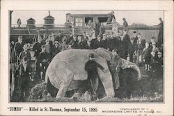 Elephant "Jumbo" Killed In St. Thomas, September 15, 1885 Postcard
