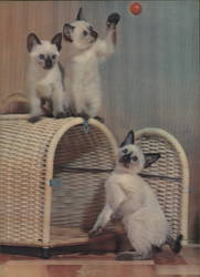 Three Kittens Playing Postcard