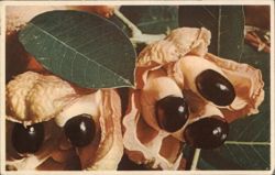 Ackee Pods, Native Fruit of Jamaica Postcard