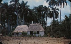 Bohios in Cuban Country, Palm Trees and Thatched Huts Postcard