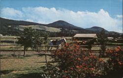 Parker Ranch Horses, Kohala Mountain Trails, Hawaii Postcard