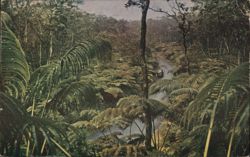Fern Forest, Hilo, Hawaii Postcard