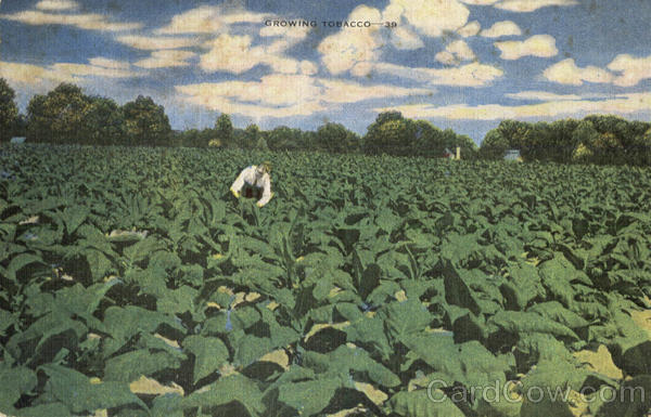 Growing Tobacco Farming