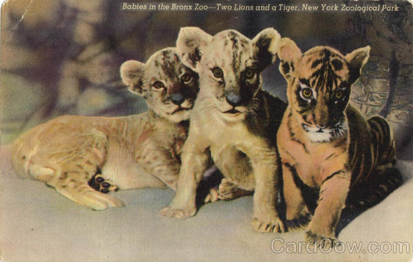 Babies In the Bronx Zoo-Two Lions and a Tiger New York Zoological Park New York City