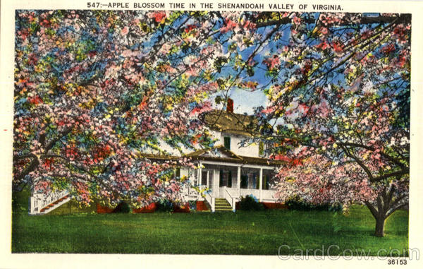 Apple Blossom Time in the Shenandoah Valley of Virginia Scenic