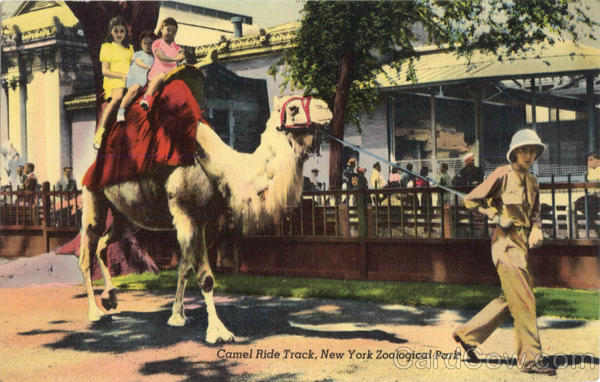 Camel Ride Track, New York Zoological Park New York City
