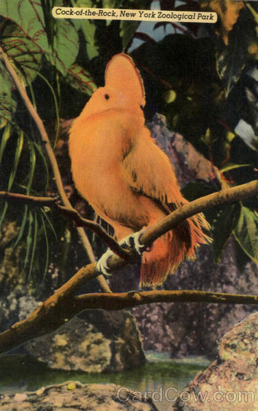 Cock-of-the-Rock, New York Zoological Park New York City