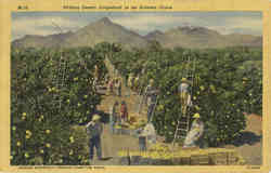 Picking Desert Grapefruit in an Arizona Grove Postcard