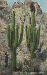 Giant Cactus Postcard