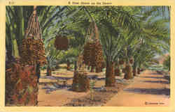 A Date Grove on the Desert Postcard