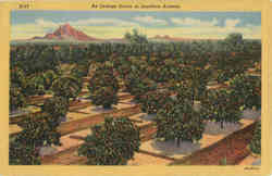 An Orange Grove in Southern Arizona Postcard