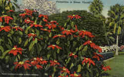 Poinsettias in Bloom Postcard