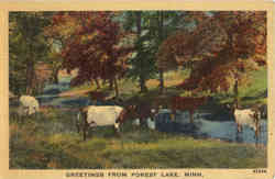 Greetings from Forest Lake Minnesota Postcard Postcard