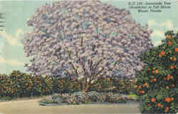 Jacaranda Tree (Acutifolia) in Full Bloom Miami, FL Postcard Postcard