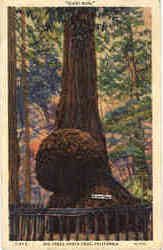 Giant Burl, Big Trees Santa Cruz, CA Postcard Postcard