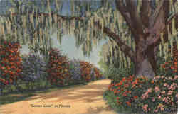 Lovers Lane in Florida Scenic, FL Postcard Postcard