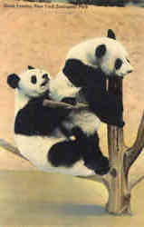 Giant Pandas, New York Zoological Park Postcard