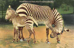 Grant's Zebra and Baby, New York Zoological Park New York City, NY Postcard Postcard