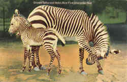 Grant's Zebra and Baby, New York Zoological Park Postcard