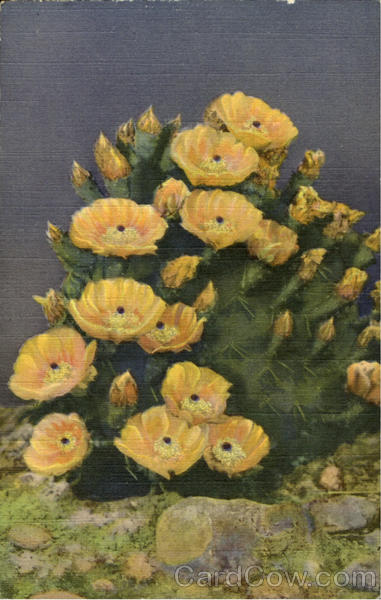Prickly Pear Cactus In Bloom Cactus & Desert Plants