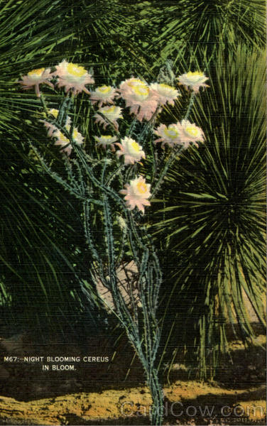 Night Blooming Cereus In Bloom Flowers