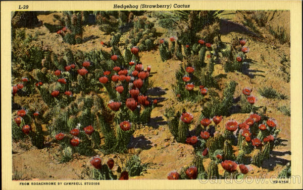 Hedgehog (strawberry) Cactus Cactus & Desert Plants