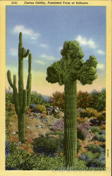 Watermelon Tree ,Freak Sahuaro ,Giant Cactus Cactus & Desert Plants