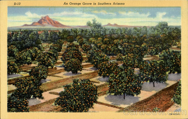 An Orange Grove in Souther Arizona Scenic