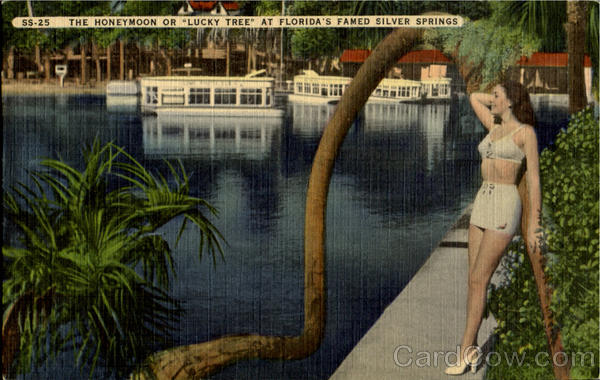 The Honeymoon Or Lucky Tree, Florida'S Silver Suppings Silver Springs