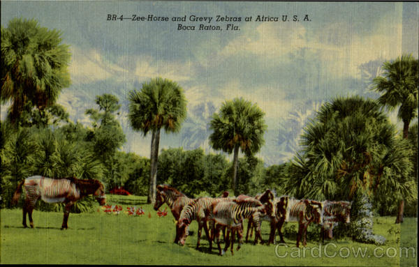 Zee-Horse and Grey zebras Boca Raton Florida