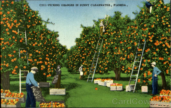 Picking Oranges Sunny Clearwater Florida
