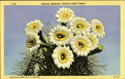 Blosson of the Sahuaro - Giant Cactus, Arizona's State Flower. Cactus & Desert Plants Postcard Postcard