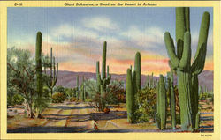 Giant Sahuaros Cactus Arizona Cactus & Desert Plants Postcard Postcard