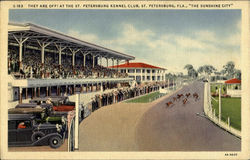 The St. Petersburg Kennel Club Florida Postcard Postcard